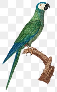 Png red bellied macaw bird illustration