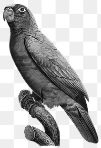 Png yellow crowned amazon parrot bird black and white illustration 