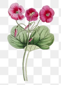 Purple oxalis flower png vintage botanical illustration