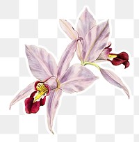Blooming orchid laelia png floral illustration