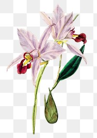 Purple laelia flower png vintage botanical illustration