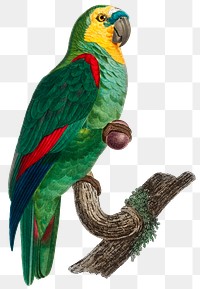 Turquoise-Fronted Amazon illustration png