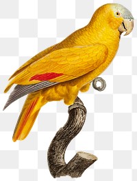 Blue Fronted Parrot bird PNG
