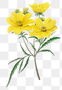 Vintage yellow coreopsis flower png illustration floral drawing
