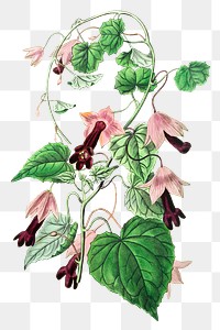 Purple bell vine flower png illustrated hand drawn