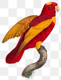 Red-and-Gold Lory vinatge illustration
