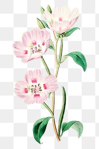 Blooming pink oenothera png hand drawn botanical illustration