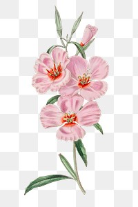 Vintage godetia flower png blooming illustration