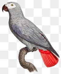 Congo grey parrot bird illustration png
