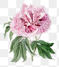 Vintage peony flower png blooming illustration