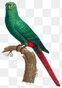 Austral parakeet vintage bird png illustration
