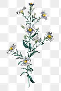 Blooming purple aster png hand drawn botanical illustration