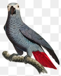 Grey Parrot png exotic bird illustration 