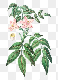 Pink turraea flower png vintage botanical illustration