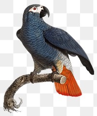 African gray parrot png illustration