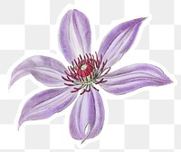 Vintage blooming clematis png illustrated