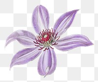 Purple clematis png flower botanical illustration