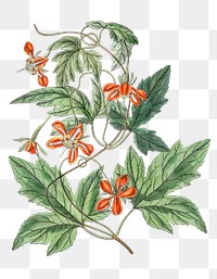 Tropical flower red coccinea png illustrated hand drawn