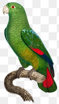 Black billed amazon exotic bird illustration