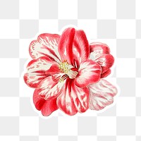 Red blooming camellia png botanical cut out illustration