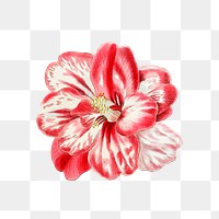 Blooming camellia png cut out illustrated