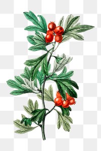 Vintage red hawthorn png blooming illustration drawing