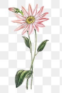 Blooming pink echinacea png hand drawn botanical illustration