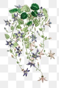 Summer flower purple harebell png illustrated