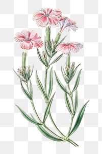 Vintage pink dianthus flower png illustration botanical drawing