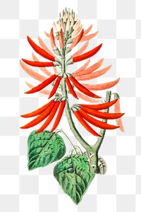 Vintage erythrina flower png blooming illustration