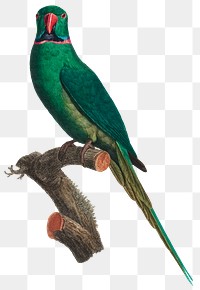 Blossom headed parakeet bird png