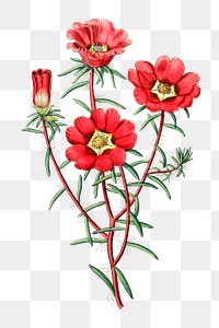 Vintage red portulaca flower png illustration botanical drawing