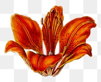 Vintage red lily flower png blooming illustrated