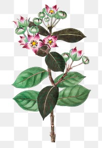 Purple calotropis flower png vintage botanical illustration
