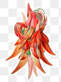 Red blooming glory pea png illustrated
