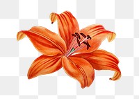 Blooming lily flower png cut out illustrated