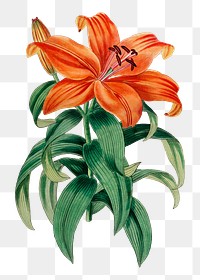 Orange lily flower png vintage botanical illustration