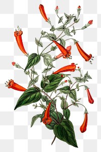 Vintage red manettia flower png illustration botanical drawing