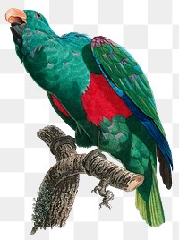 Eclectus parrot png vintage illustration 