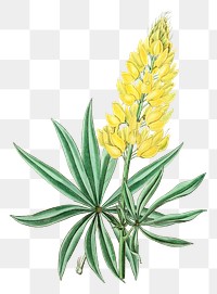 Yellow lupine flower png vintage botanical illustration