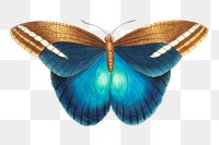 Png sticker idomeneus butterfly vintage illustration