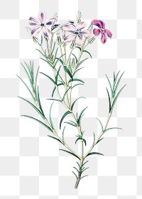 Purple phlox flower png vintage botanical illustration