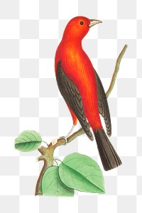 Png animal sticker brasilian tanager bird illustration 