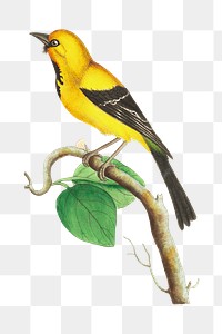 Png animal sticker lesser banana bird illustration