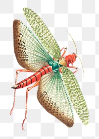 Png sticker egyptian locust insect illustration