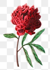 Summer flower Chinese peony png illustrated