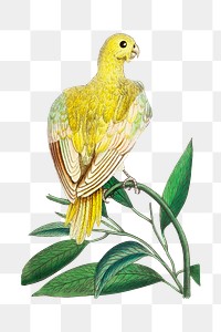Png animal sticker pale parakeet bird illustration