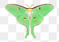 Png sticker luna butterfly vintage illustration