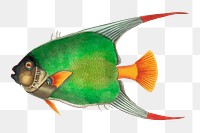 Png hand drawn fish double scaled chaedon clipart 