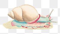 Png sticker rofe lipped snail sea animal illustration